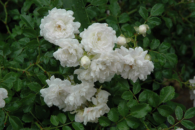 White Drift Rose