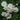 White Drift® Rose