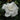 Everblooming Gardenia