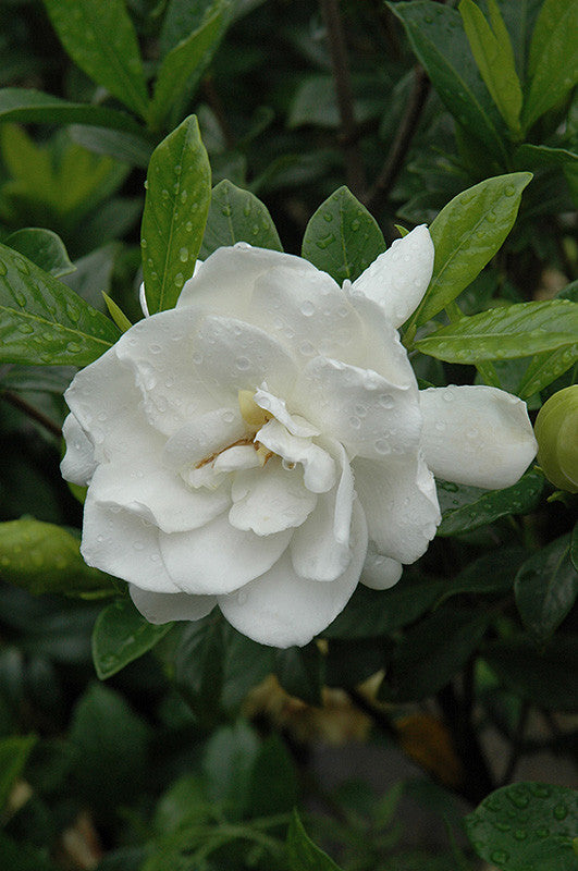 August Beauty Gardenia