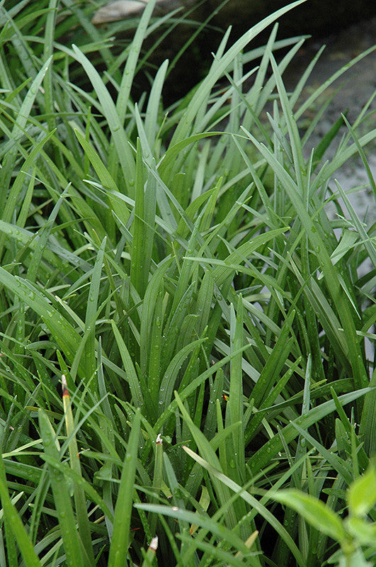 Giant Lily Turf - Thumbnail 2