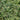 Dwarf Mondo Grass