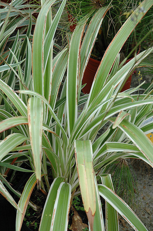 Variegated Flax Lily - Thumbnail 2