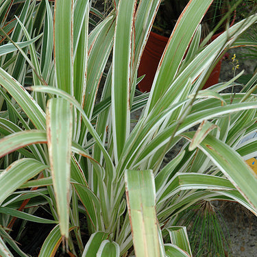 Variegated Flax Lily