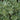 Variegated Mock Orange