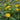Lantana - 4 inch