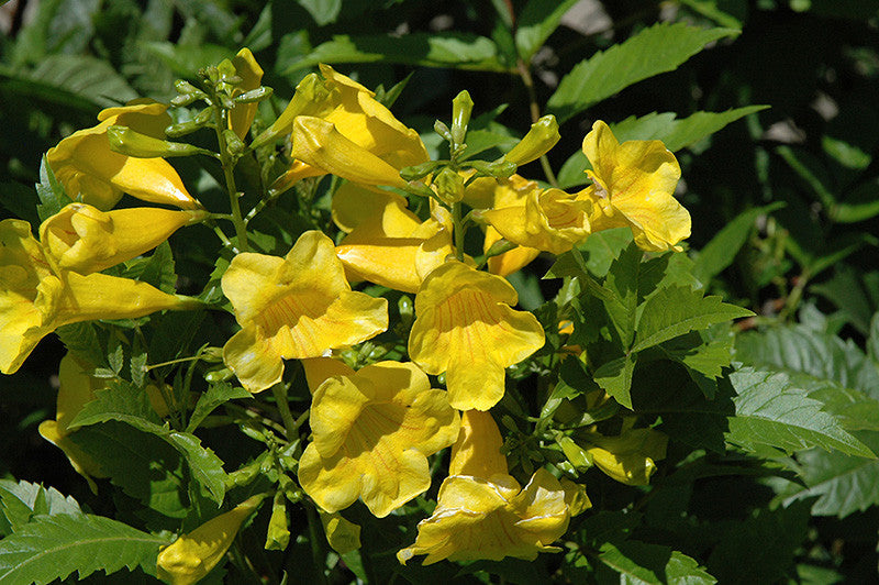 Yellow Trumpetbush