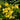 Yellow Trumpetbush