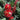 Little John Dwarf Bottlebrush