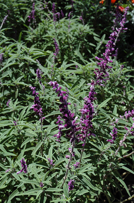 Salvia leucantha Santa Barbara