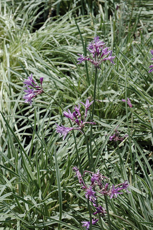Variegated Society Garlic