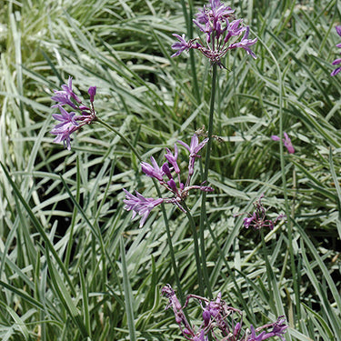 Variegated Society Garlic