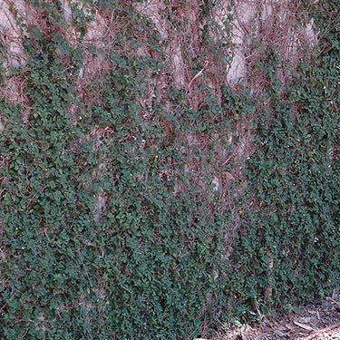 Creeping Fig
