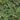Creeping Fig