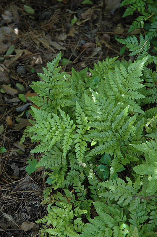 Leatherleaf Fern