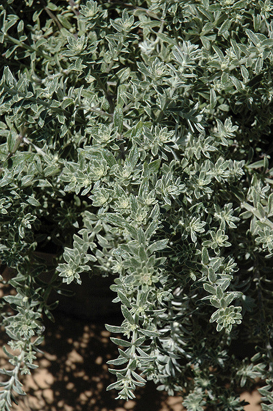 Westringia Smokey Coast Rosemary