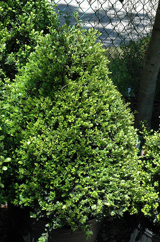 Compact Japanese Holly