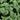 Mojito Mint