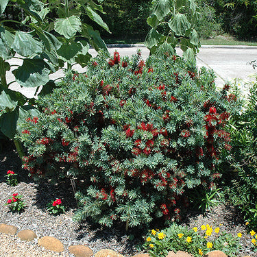 Little John Dwarf Bottlebrush