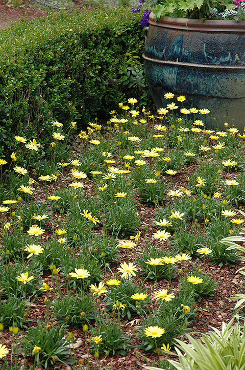 Osteospermum Voltage Yellow African Daisy