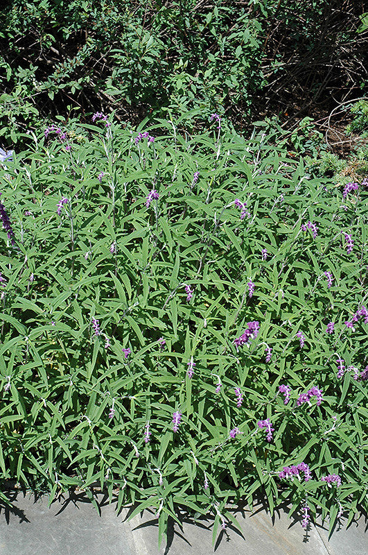 Mexican Bush Sage