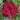 Oklahoma Rose