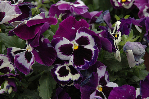 Pansy - Colorpack