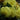 Dahlinova Hypnotica® Yellow Dahlia