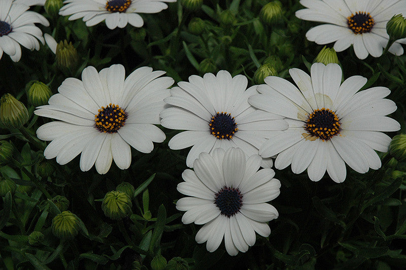 Osteospermum Serenity White African Daisy