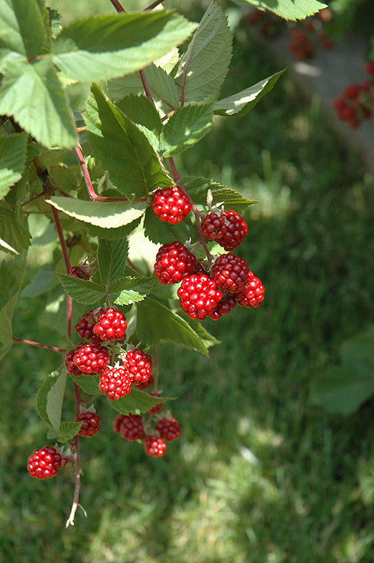 Heritage Raspberry