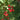 Heritage Raspberry
