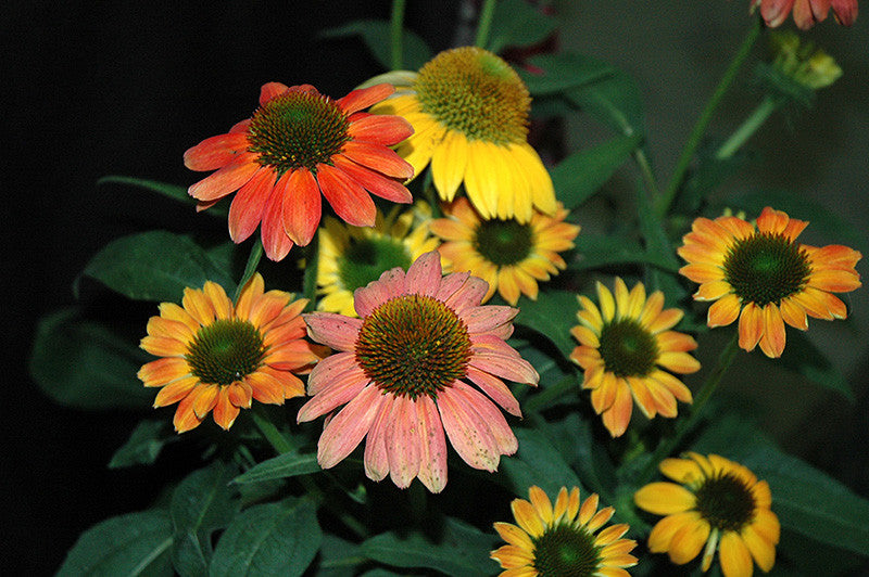 Cheyenne Spirit Coneflower