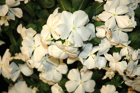 White Cora Vinca