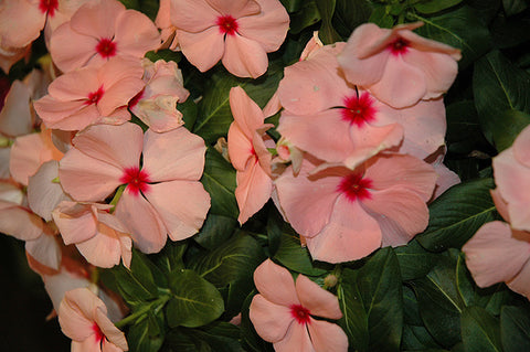 Pink Cora Vinca