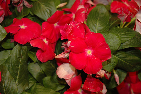 Vinca - 4 inch