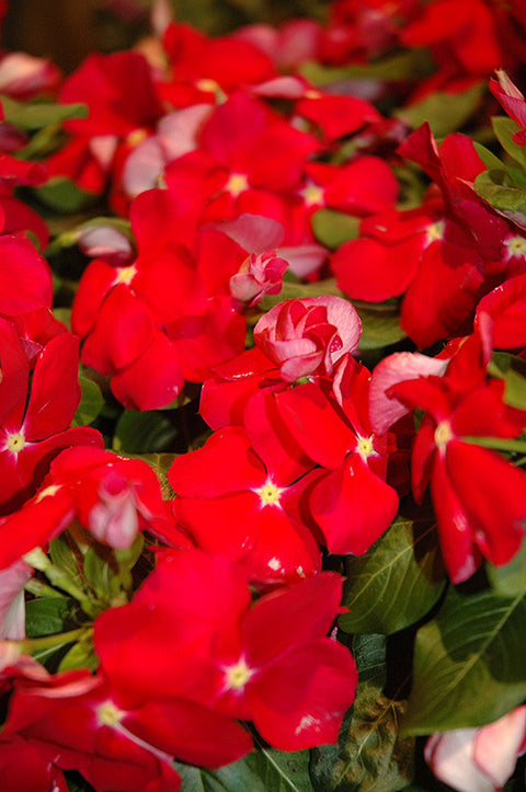 Red Cora Vinca