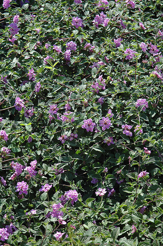 Purple Trailing Lantana