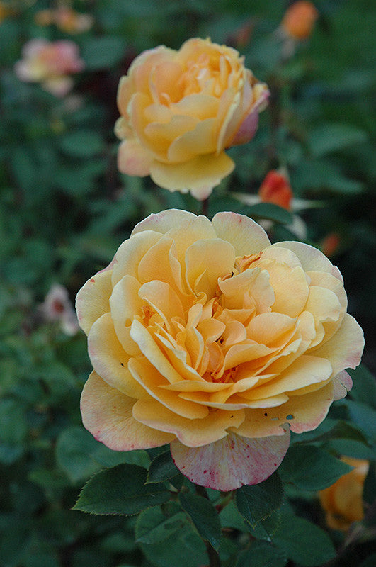 Strike It Rich Rose - Thumbnail 2