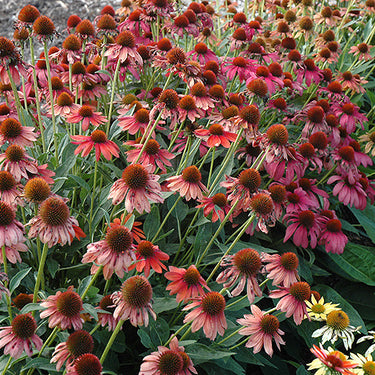 Cheyenne Spirit Coneflower