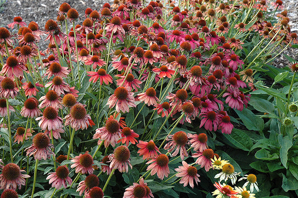 Cheyenne Spirit Coneflower