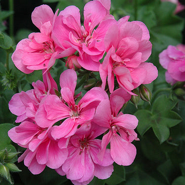 Geranium Ivy - 4 inch