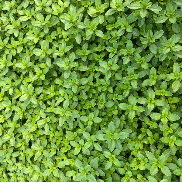 FD80EF1C-6433-4DB3-9D25-