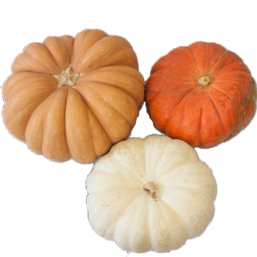 Fall Fantasy Pumpkin Assorted