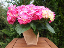 Florist Hydrangea MOP Pink