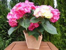Florist Hydrangea MOP Pink