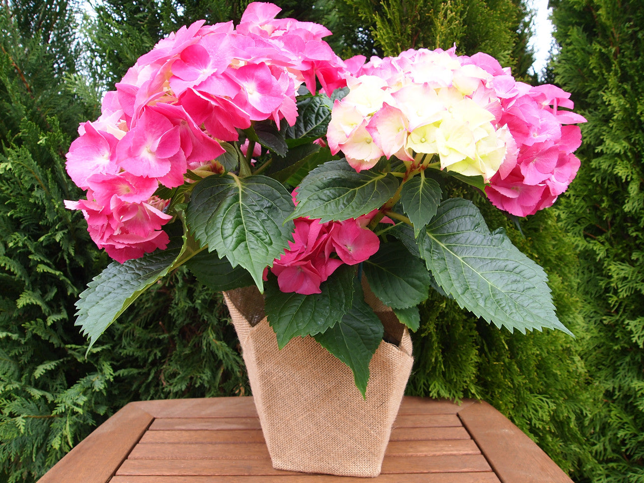 Armstrong Garden Centers Hydrangea - Thumbnail 3