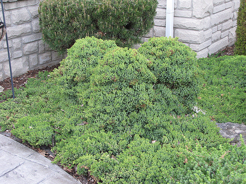 P.patara Garden#1 親株 Dwarf Japanese Garden Juniper, Juniperus procumbens 'Nana
