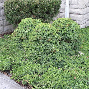 Dwarf Japanese Garden Juniper