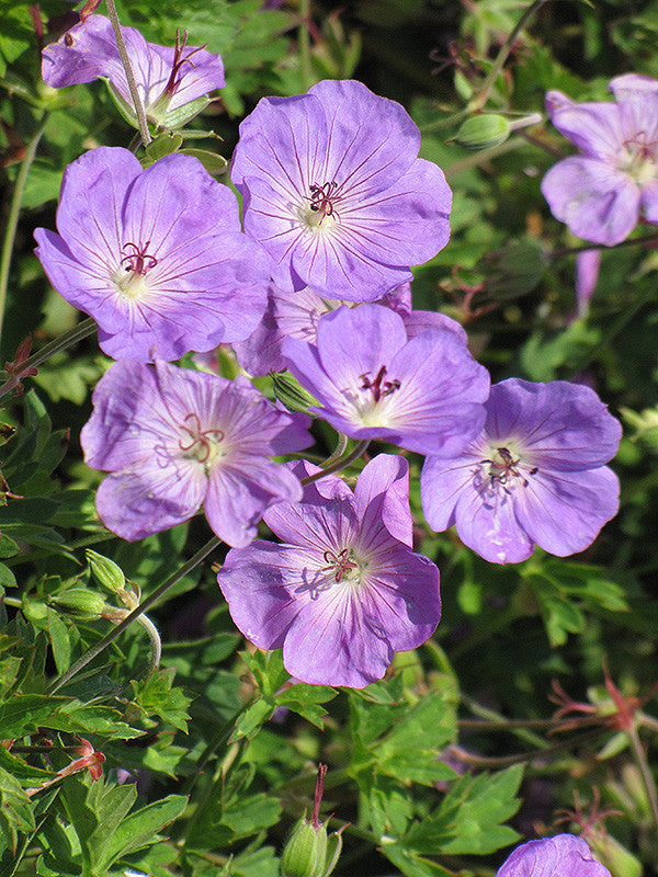 Rozanne Cranesbill - Thumbnail 2