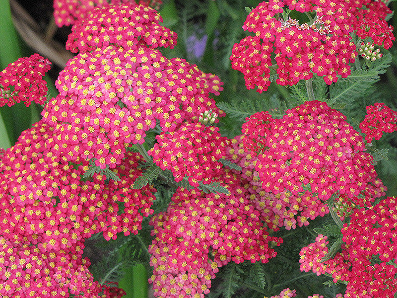 Paprika Yarrow